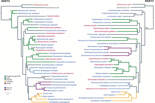 Arbre filogenètic de versemblança màxima basat en seqüències d'aminoàcids ADAT2 i ADAT3. Font: Molecular Biology and Evolution