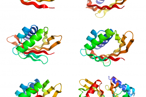 Ejemplos de proteínas diseñadas por ordenador con curvas de láminas beta y hélices, formando cavidades de diferentes tamaños y formas (E.Marcos, IRB Barcelona-UW)
