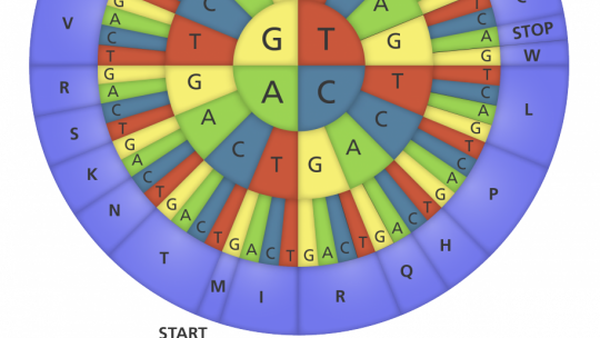Codi genètic. Cada tres lletres d'informació genètica (triplete de bases o codons) corresponen a un aminoàcid o a un senyal STOP, que indica el final de la proteïna. P. ex, el codó GCT equival a l'aminoàcid alanina. (font: yourgenome.org)  