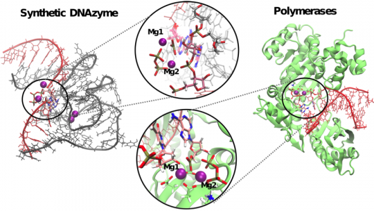 La DNAzima 9DB1, de la que se desconocía su estructura catalíticamente activa y mecanismo de reacción, hace uso de un mecanismo de dos iones similar al de las enzimas naturales (J. Aranda, IRB Barcelona).