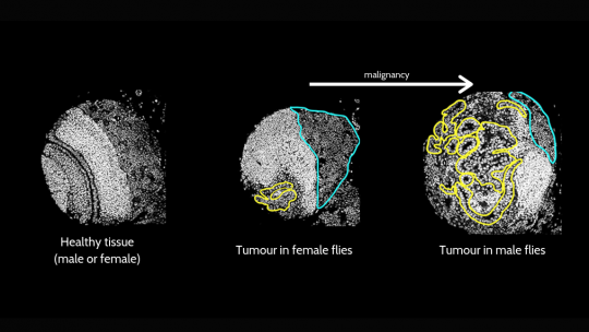 Diferencias entre tumores de mosca del vinagre macho y hembra. Cayetano González, IRB Barcelona.