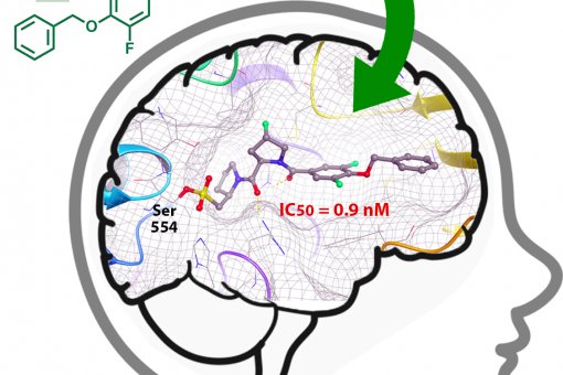 El gràfic mostra una nova classe d'inhibidor de prolil oligopeptidasa (POP). A l'interior del cervell, l'inhibidor s'uneix a POP; en groc i vermell, els grups reactius de l'inhibidor que reaccionen amb la regió catalítica (S. Guardiola)