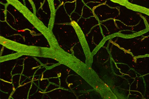 Detalle de 1 mm de cerebro de ratón. En verde, capilares que forman parte de la barrera hematoencefálica y, en rojo, las moléculas que unidas a la lanzadera del IRB Barcelona han conseguido traspasar la barrera y llegar al cerebro. (B Oller, IRB)