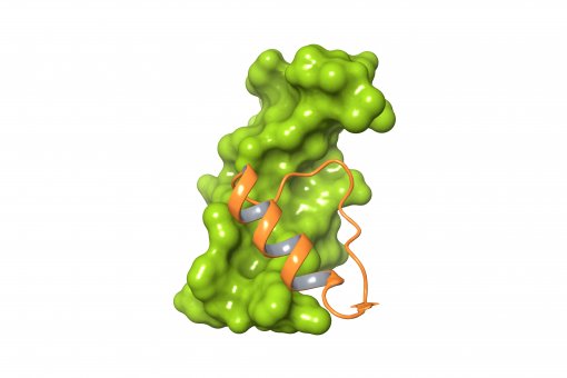 El compuesto Cp28 (en naranja) se une a la proteína EGF (en verde), una diana del cáncer. Dicha interacción impide que EGF se pueda unir a su receptor, EGFR.