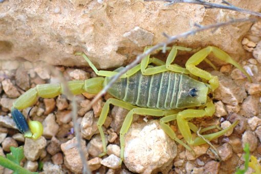 Escorpión amarillo israelí. Imagen: Ester Inbar