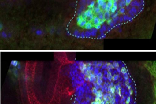 En un embrión de Drosophila en desarrollo, (arriba) E-Cadherina ayuda a mantener las células juntas para facilitarles una migración coordinada; (abajo) y sin E-Cad las células desorganizadas. (J Casanova lab)