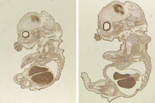 Los embriones de ratón desarrollados sin TLK2 son normales morfológicamente pero son más pequeños que los embriones control. (S. Segura-Bayona, IRB Barcelona)