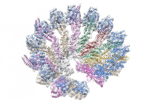 3D structure of the human γ-tubulin ring complex.