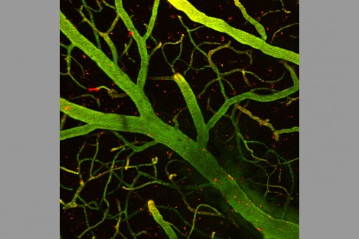 Detall d'1 mm de cervell de ratolí. En verd, capil.lars que formen part de la barrera hematoencefàlica i, en vermell, les molècules que unides a la llançadora han aconseguit traspassar la barrera i arribar al cervell (en fons negre). (Benjamí Oller, IRB)