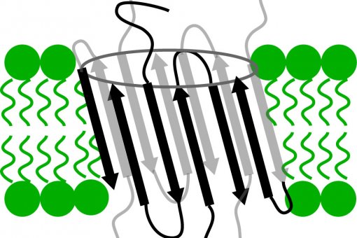 Diagram of a possible structure adopted by the oligomers in the cell membrane