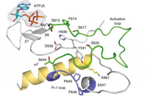 A detailed view of the TLK2 structure