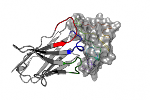 Figura que mostra la unió d'un nanoanticòs derivat d'alpaca a la proteïna EGF. Els científics demostren l'alta afinitat i selectivat d'una familia de nanoanticossos per a EGF, diana d'interès en el tractament del càncer (S Guardiola, IRB Barcelona)