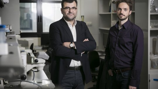 L'investigador ICREA Eduard Batlle i el primer autor de l'estudi Daniele Tauriello en el Laboratori de Càncer Colorectal (M. Minocri, IRB Barcelona) 