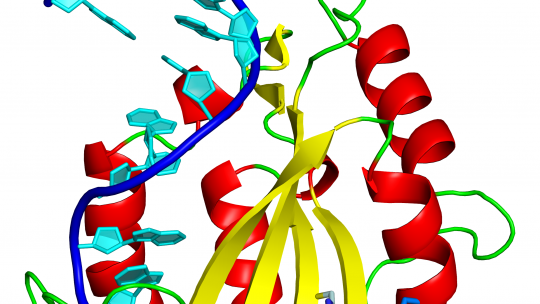 Estructura tridimensional de la proteïna relaxasa unida a un fragment d’ADN. La histidina, essencial per tallar i transferir l’ADN, es mostra en blau (a baix a la dreta) (Radoslaw Pluta, IRB Barcelona)  