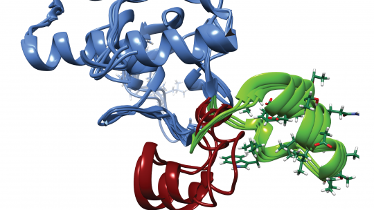 The SMAD2 protein can have two orientations. Green indicates the open configuration that allows DNA binding and red the closed configuration, which is incompatible with such binding. Maria J. Macias, IRB Barcelona.