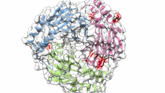 Representación de una estructura 3D de la proteína SMAD. En rojo, los lugares de mutación más habiutales en cáncer de pulmón (M. Macias lab, IRB Barcelona)