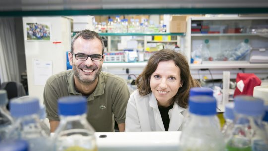 El cap de grup Salvador Aznar Benitah i la primera autora de l'article, Gloria Pascual, al laboratori de Cèl·lules mare i càncer de l'IRB Barcelona (M. Minocri, IRB Barcelona)